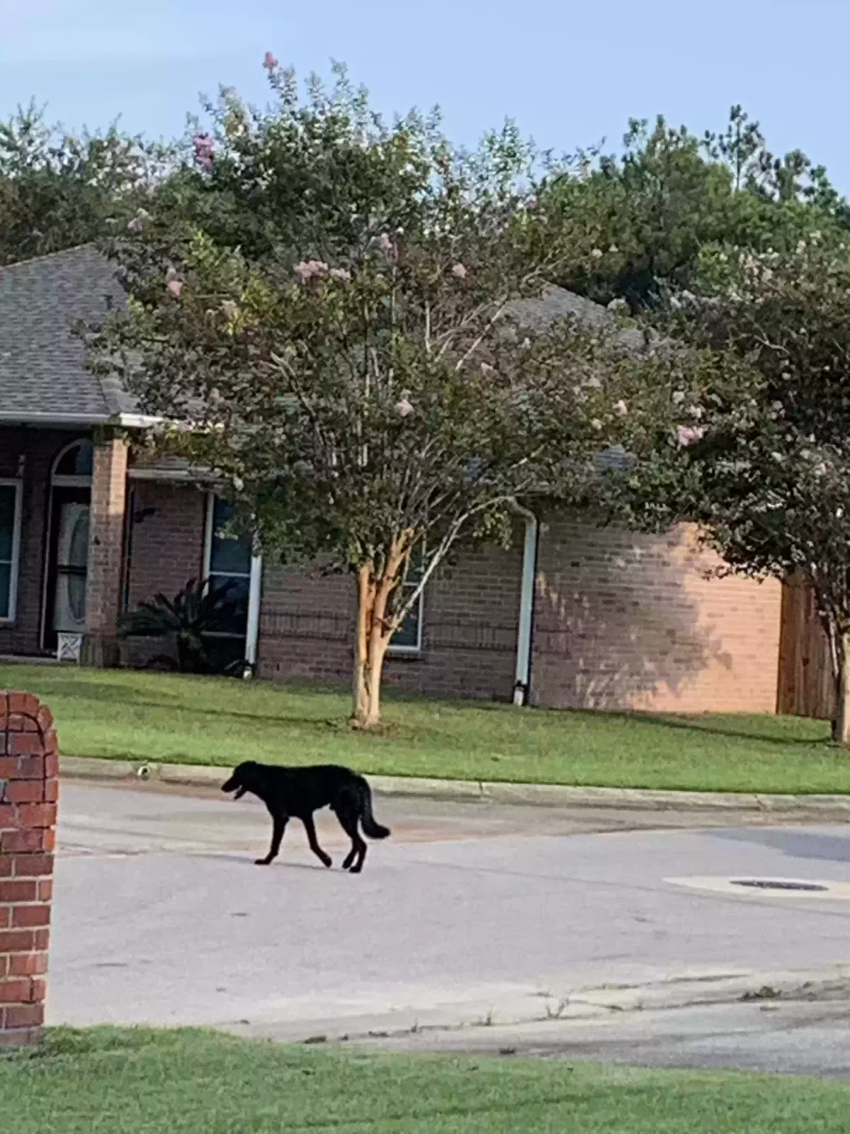 Found dog in Pensacola, FL, 32506