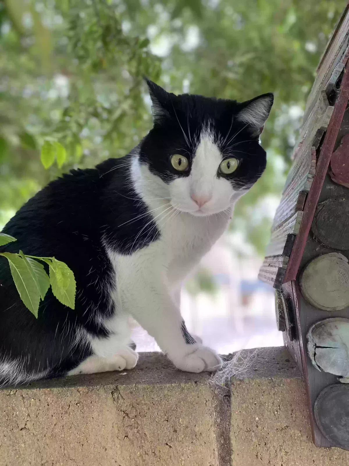 Lost cat in Placentia, CA, 92870