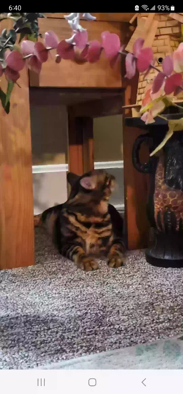 Lost cat in Manitowoc, WI, 54220