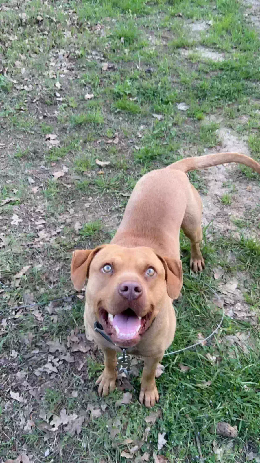 Lost dog in Burleson, TX, 76028