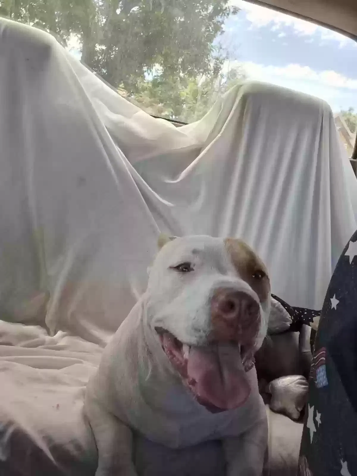 Lost dog in Bakersfield, CA, 93307