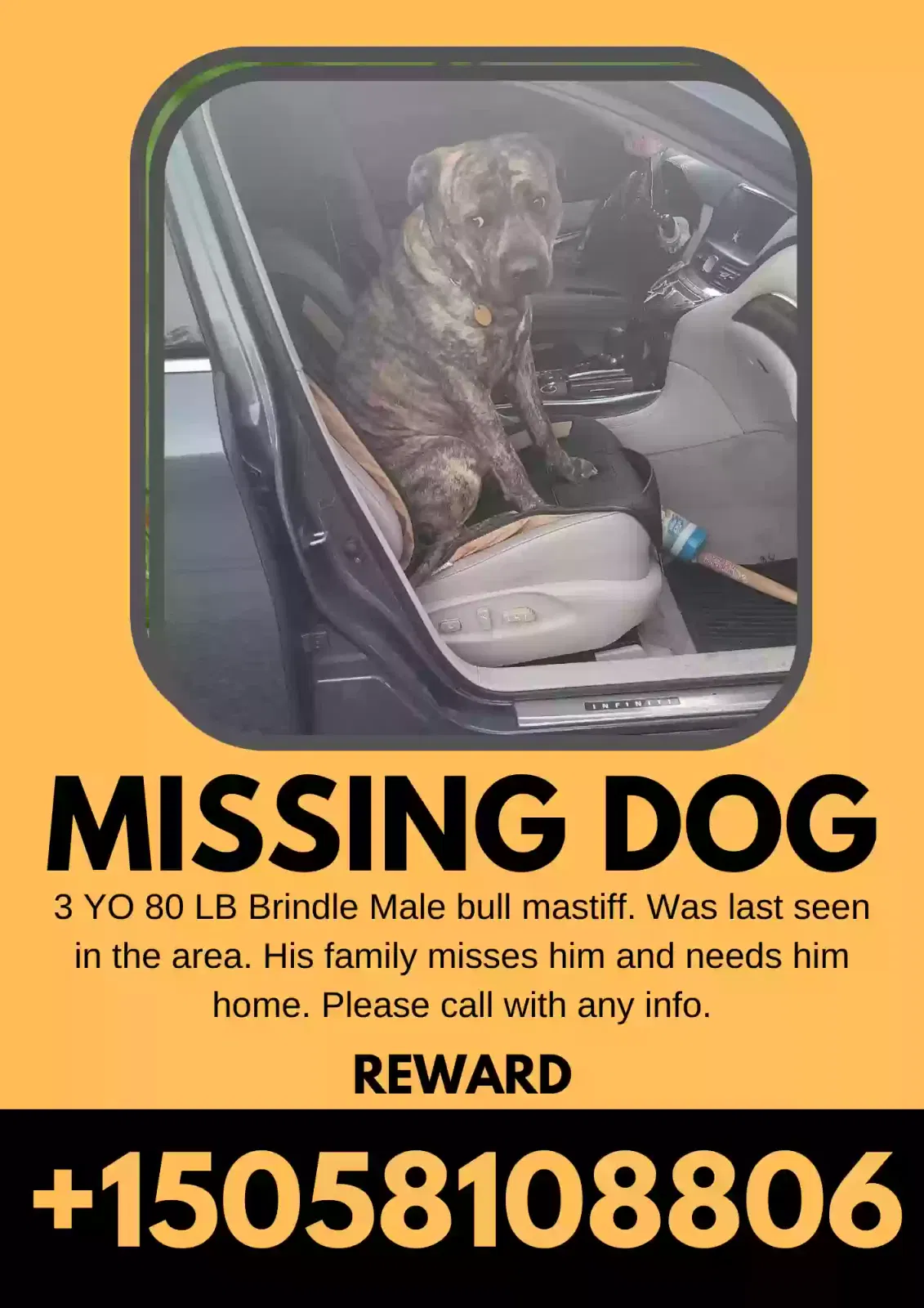 Lost dog in Albuquerque, NM, 87106