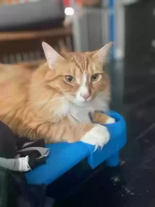 Lost cat in Rocklin, CA, 95677