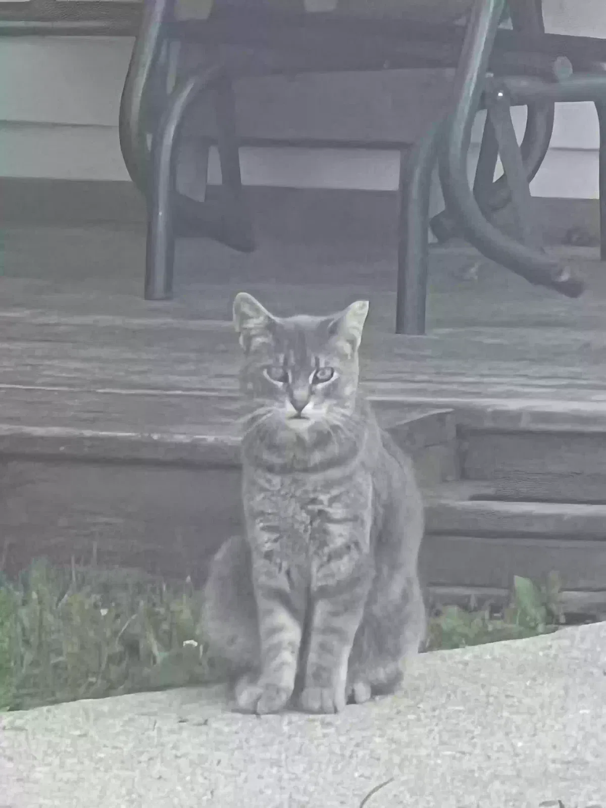 Found cat in Eden, WI, 53019