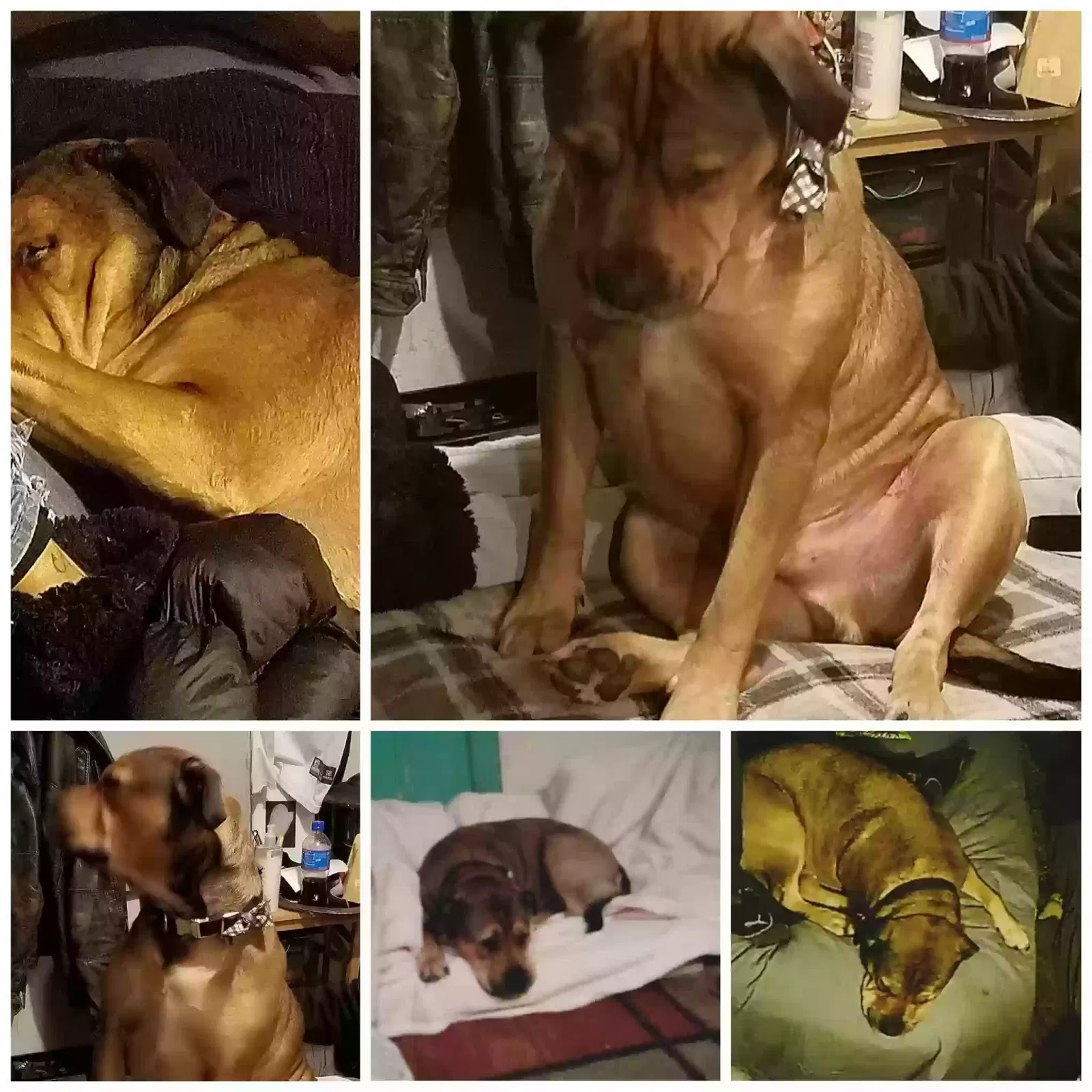 Lost dog in Denver, CO, 80206