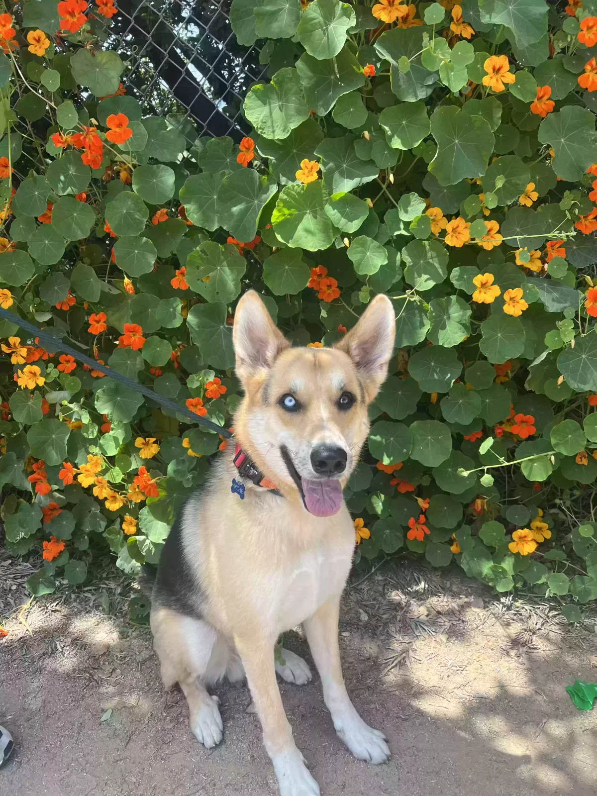 Lost dog in Seattle, WA, 98118