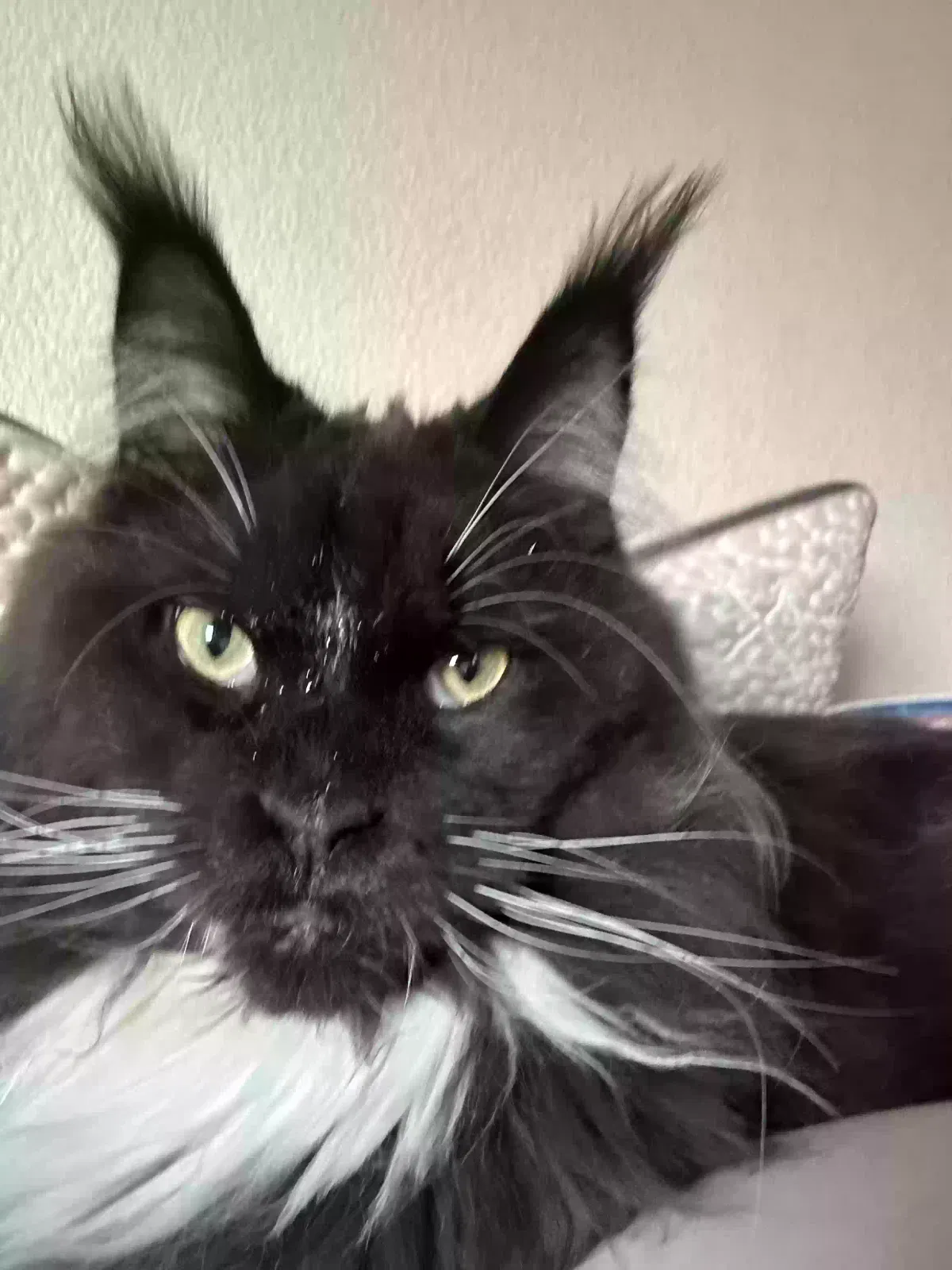Lost cat in Pueblo, CO, 81007