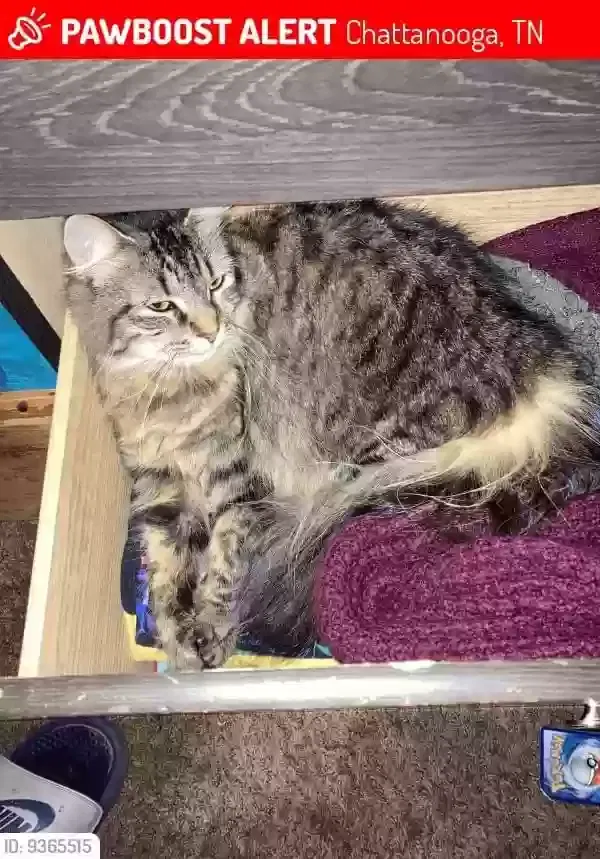 Lost cat in Hixson, TN, 37343