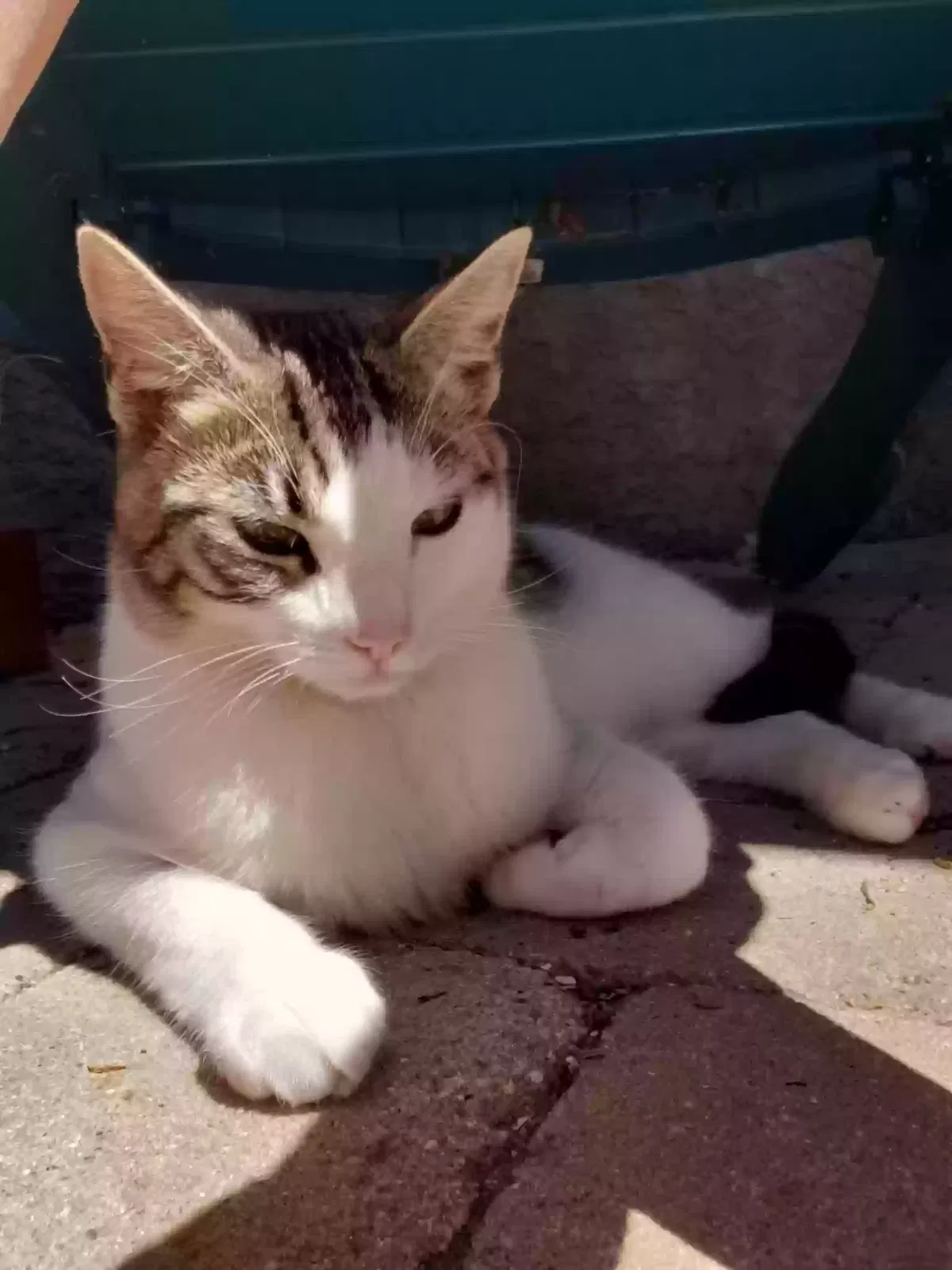 Lost cat in Camarillo, CA, 93010