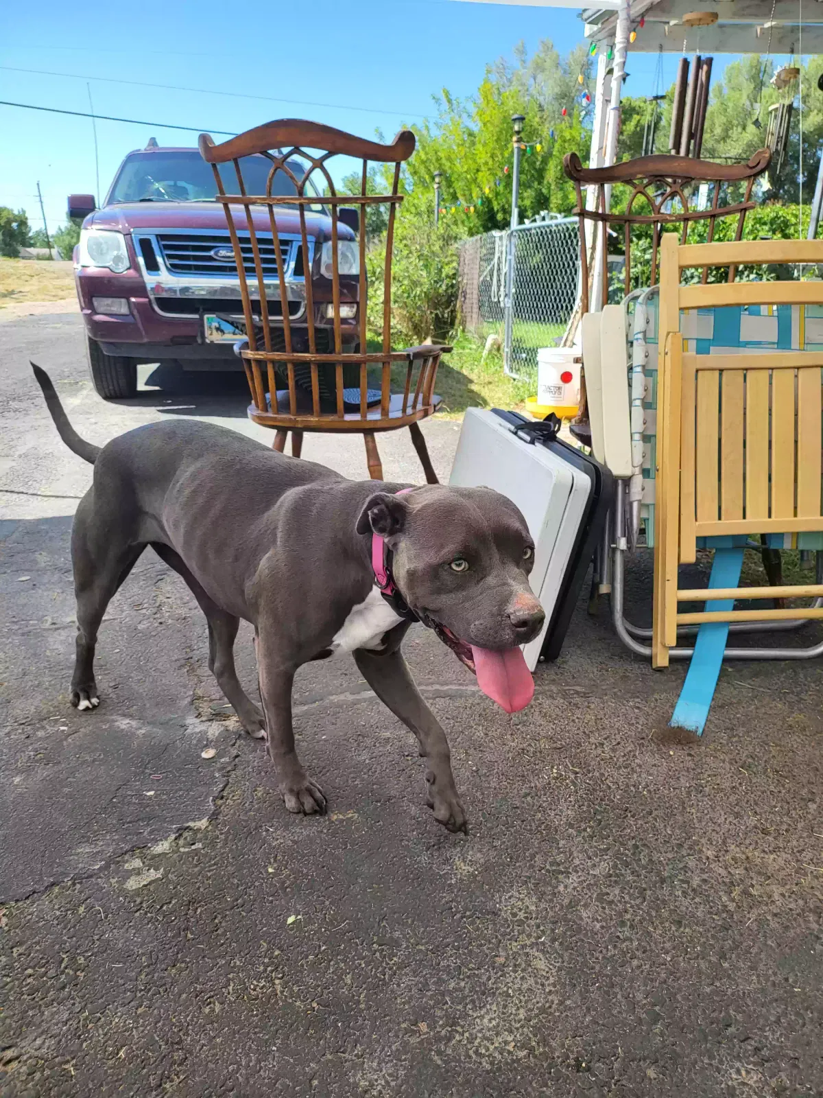 Found dog in Big Piney, WY, 83113