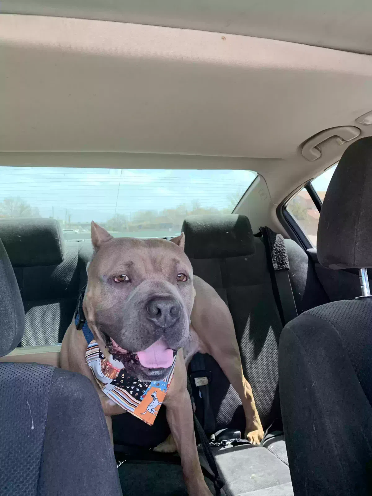 Lost dog in Albuquerque, NM, 87121
