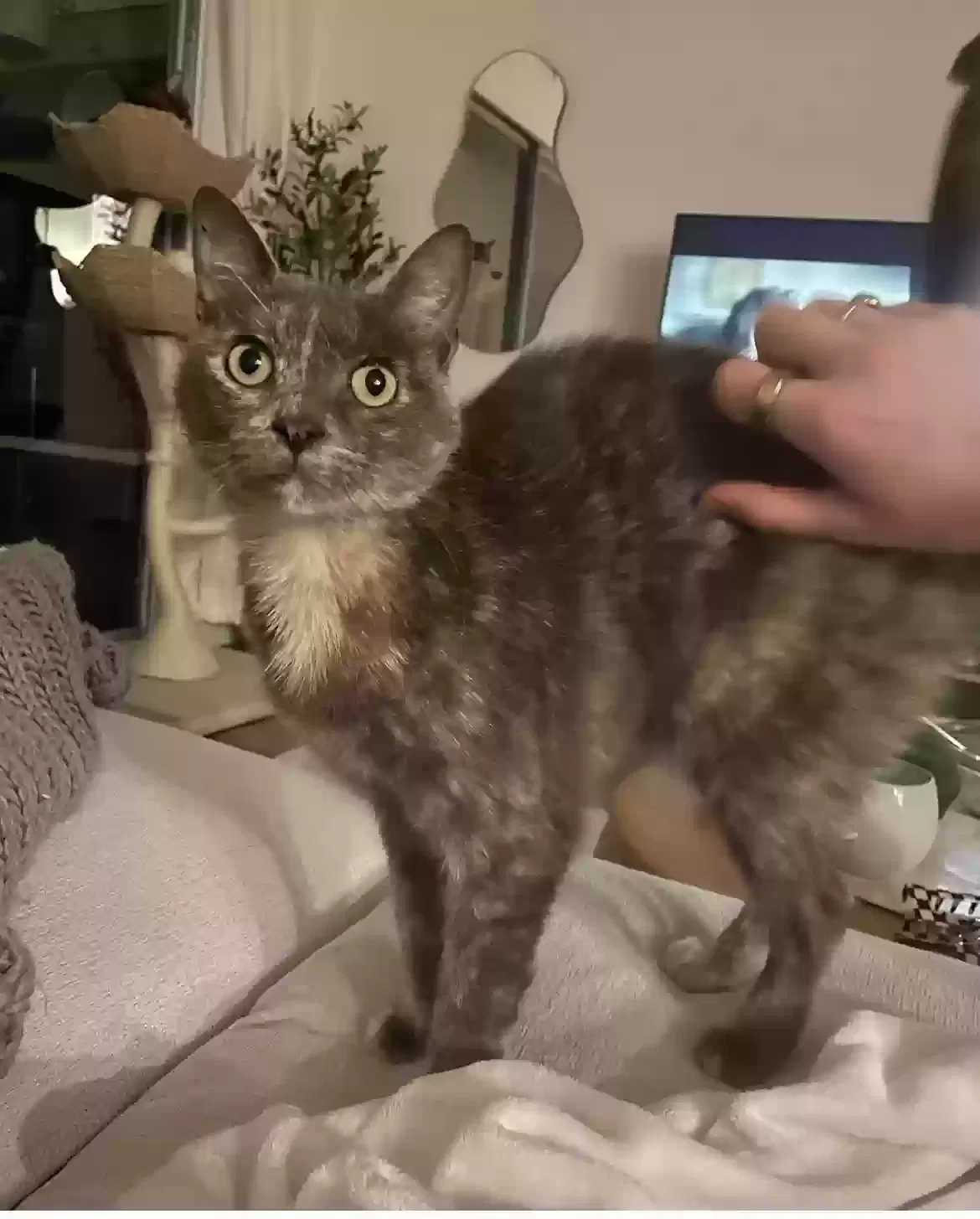 Lost cat in Los Angeles, CA, 90048