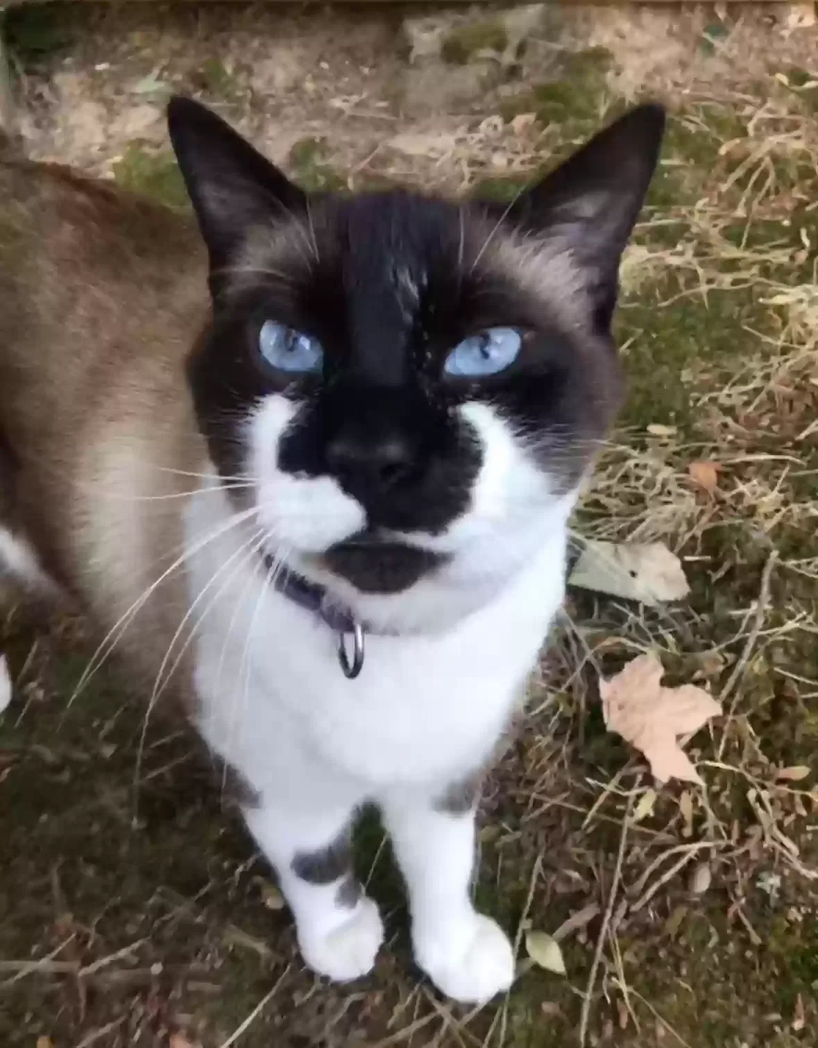 Lost cat in Portland, OR, 97230