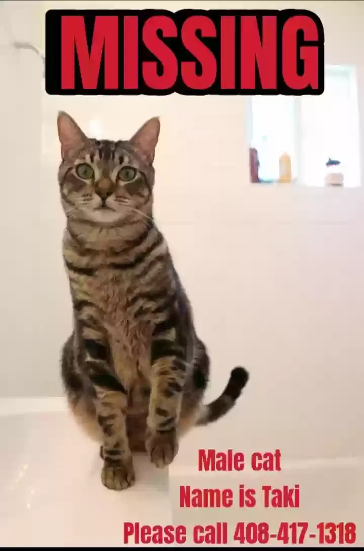 Lost cat in San Jose, CA, 95128