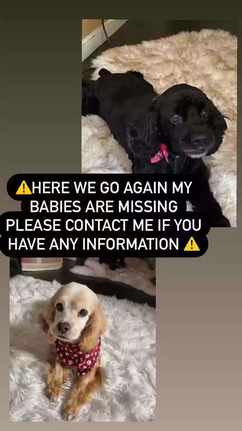 Lost dog in Long Beach, CA, 90805