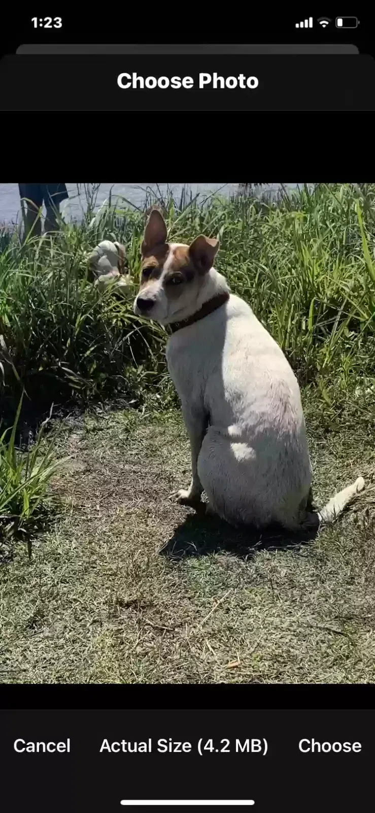Lost dog in San Antonio, TX, 78244