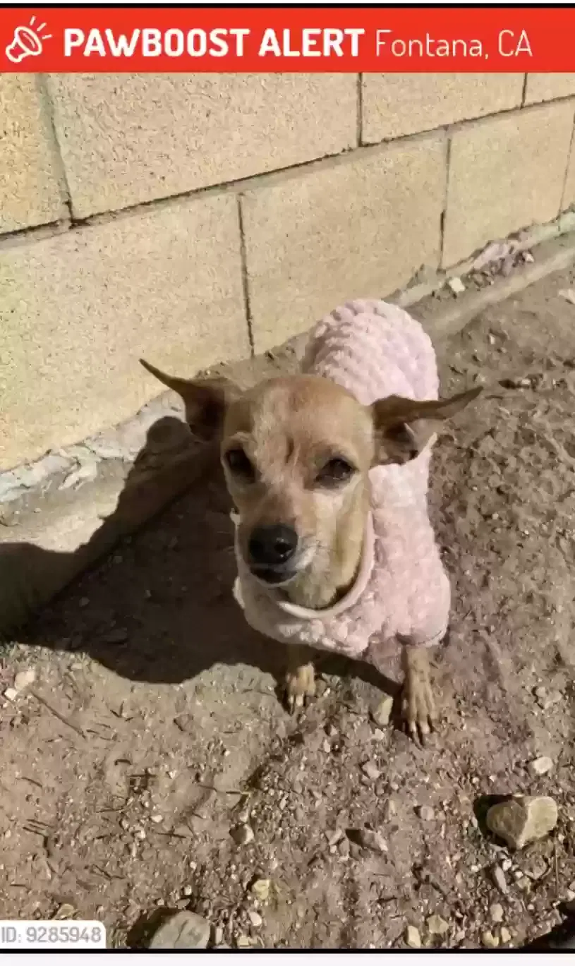 Lost dog in Fontana, CA, 92335