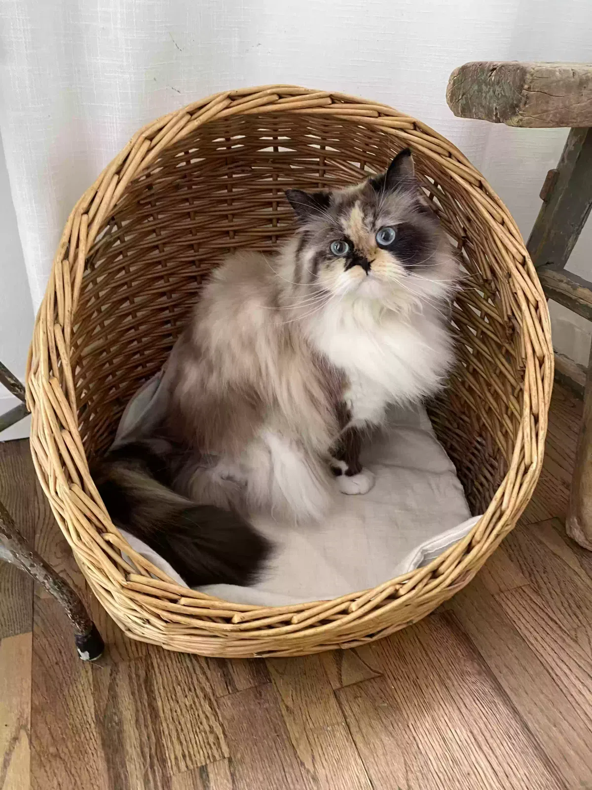 Lost cat in Agoura Hills, CA, 91301