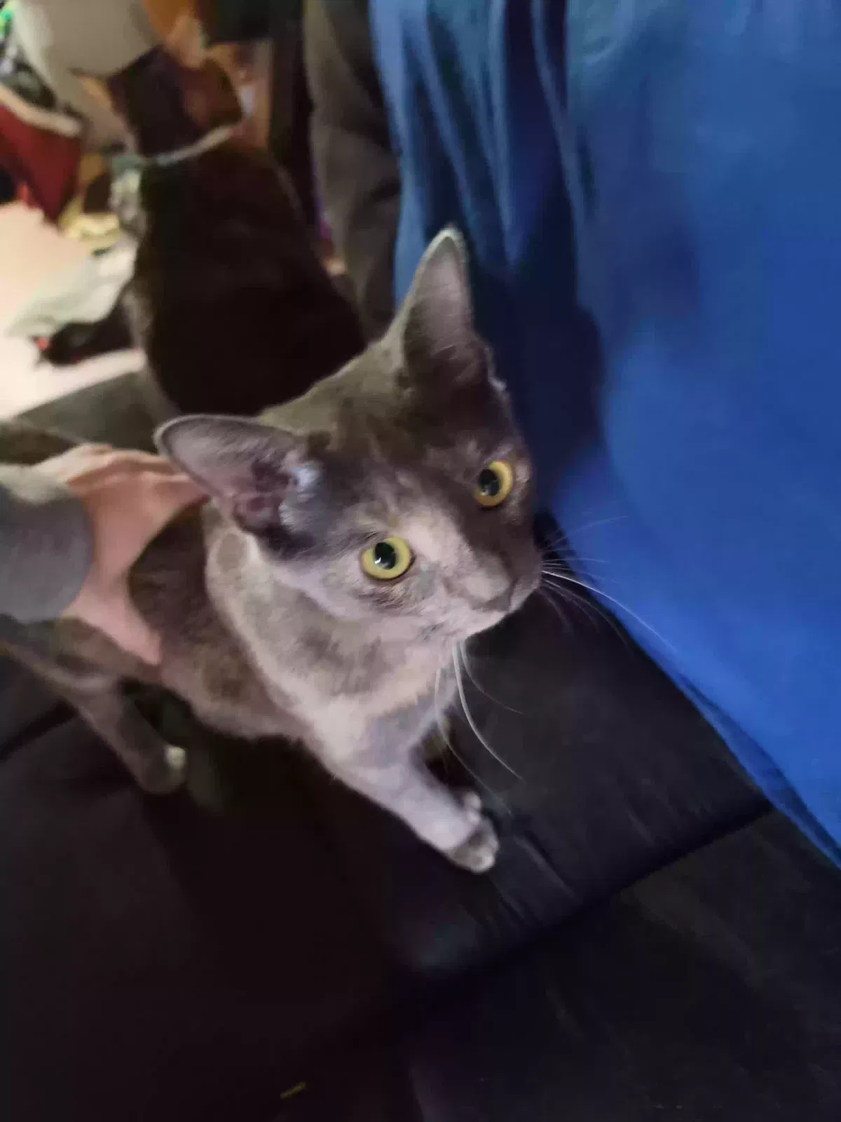 Lost cat in Unknown, OH, 0
