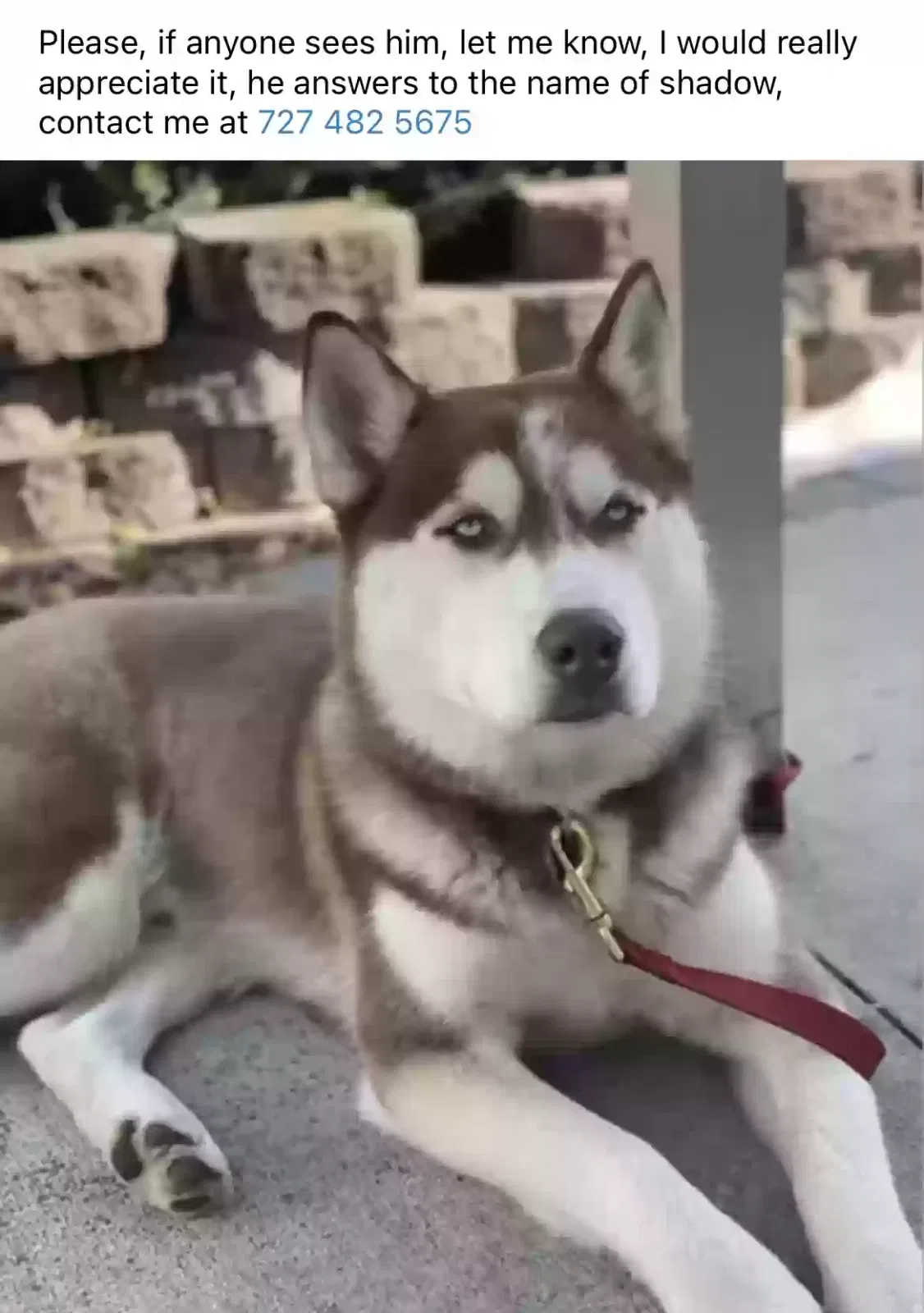 Lost dog in Clearwater, FL, 33756