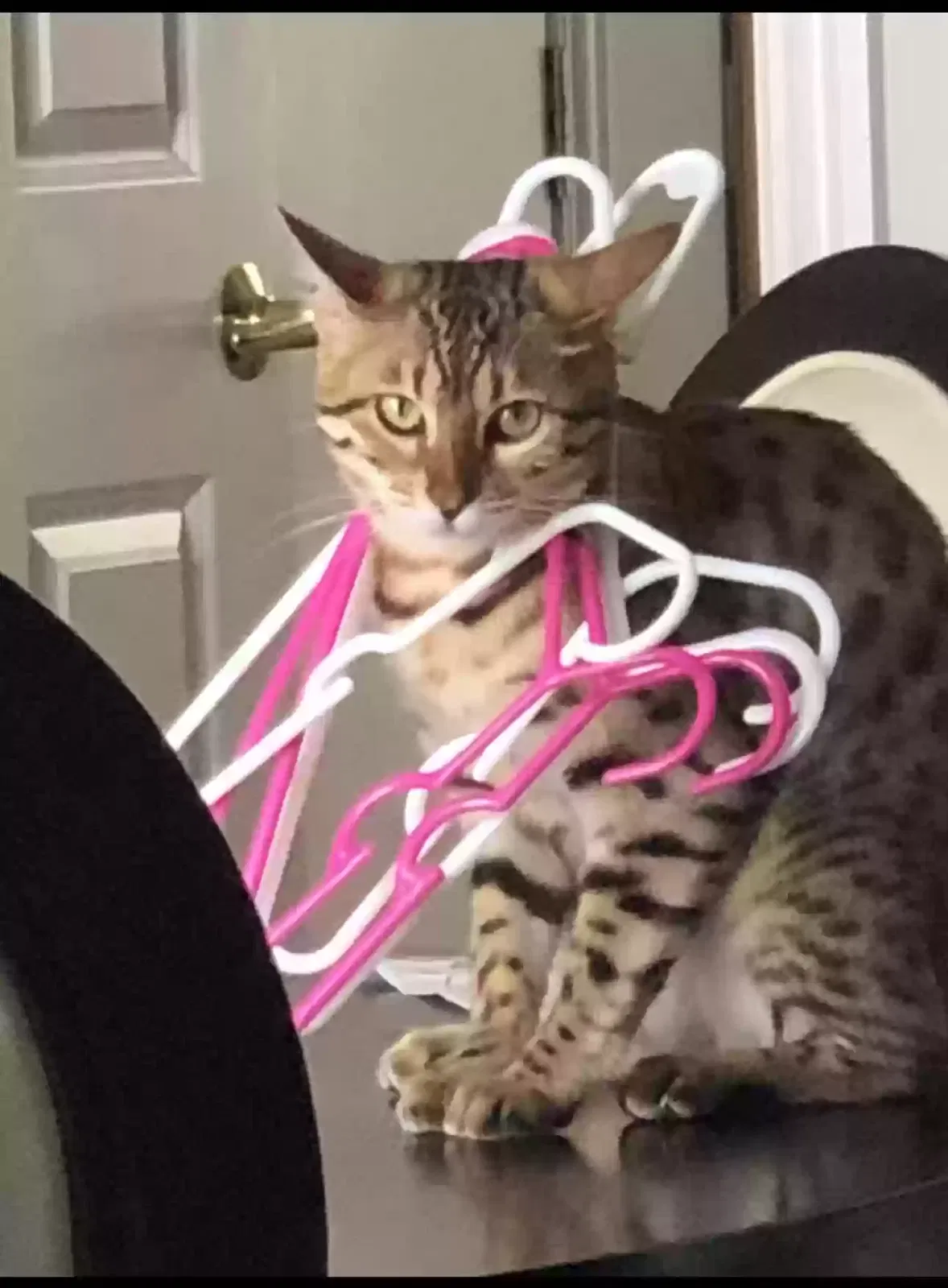 Lost cat in Columbus, OH, 43205