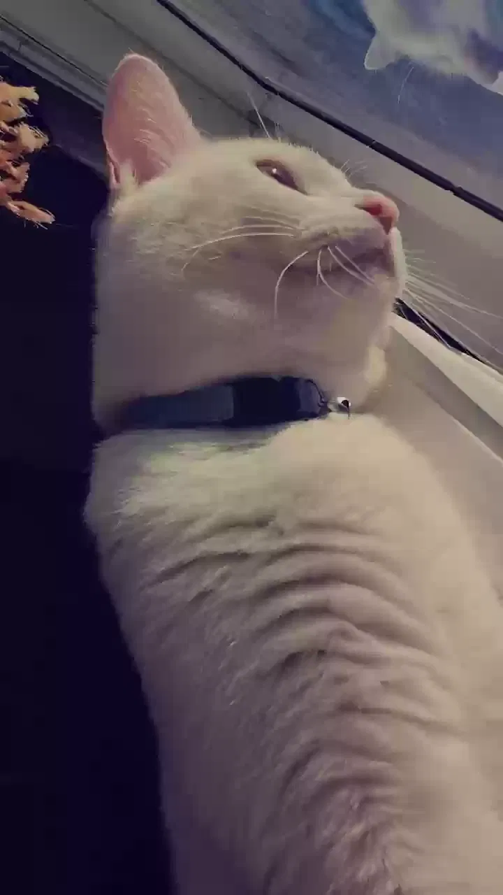 Lost cat in Amity, AR, 71921