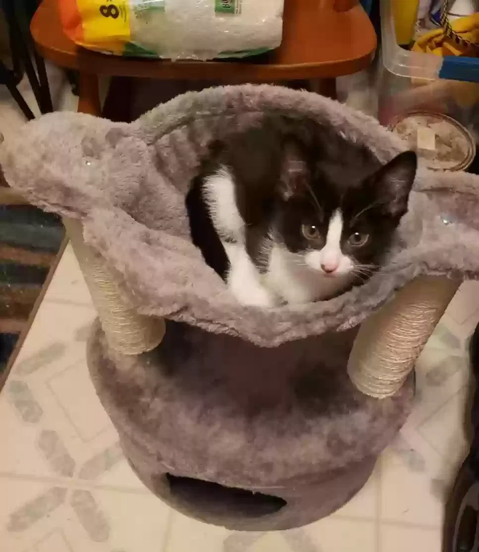 Lost cat in Murfreesboro, TN, 37129