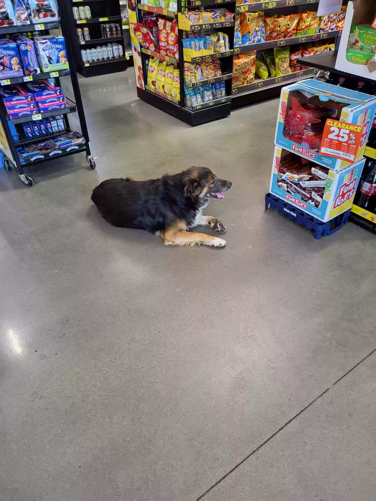 Found dog in Rolla, MO, 65401