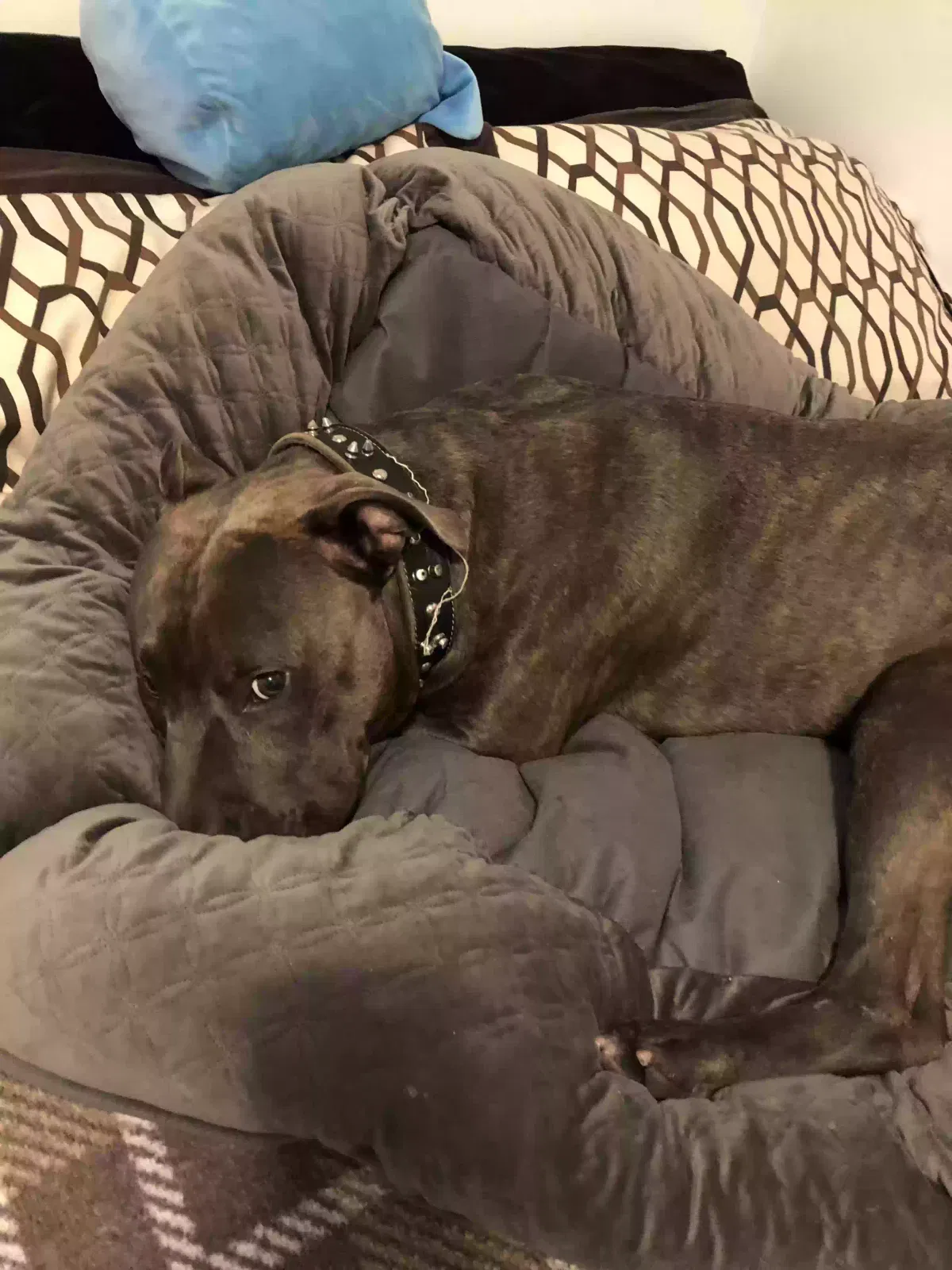 Lost dog in Bayside, NY, 11361