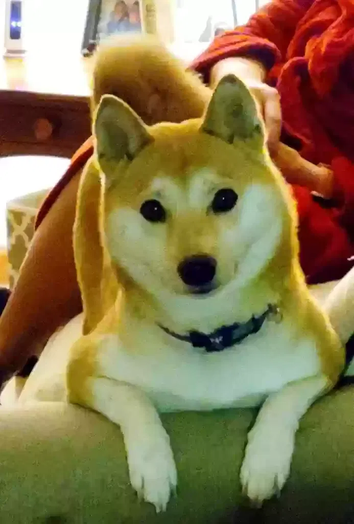 Lost dog in Fort Wayne, IN, 46804