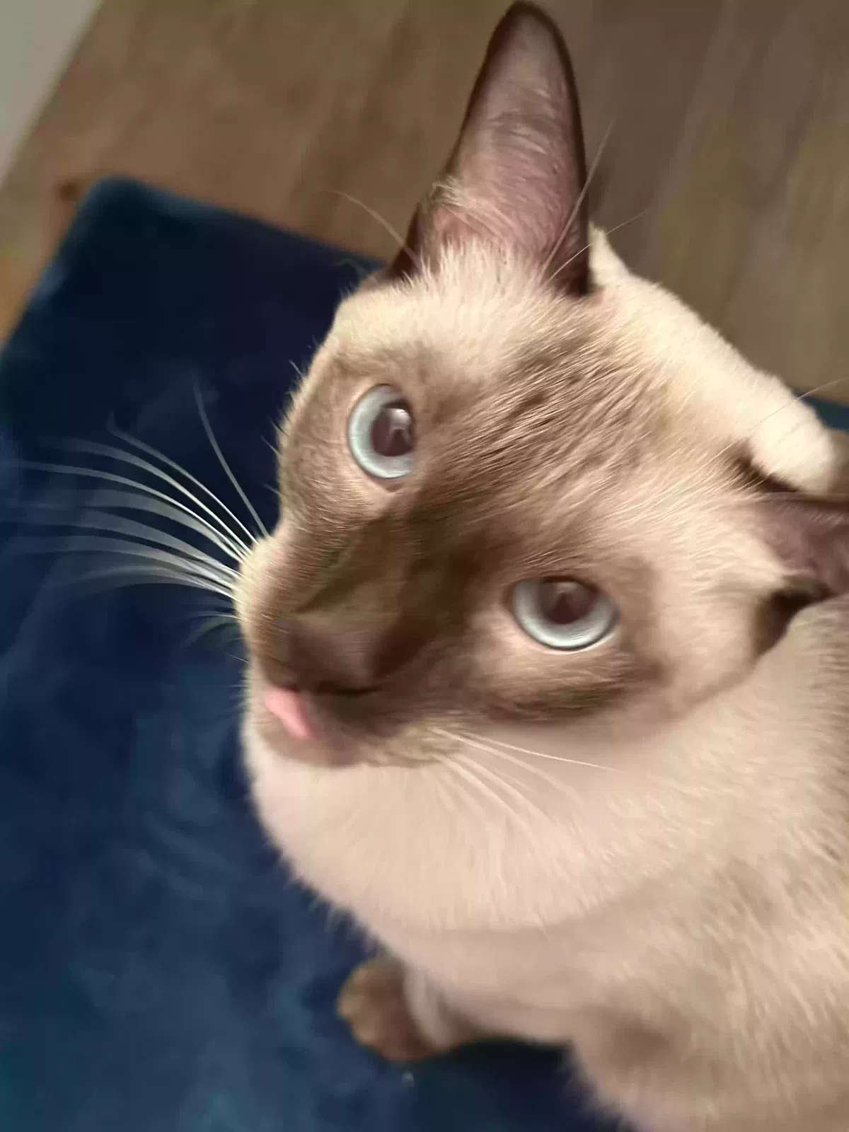 Lost cat in Longwood, FL, 32750