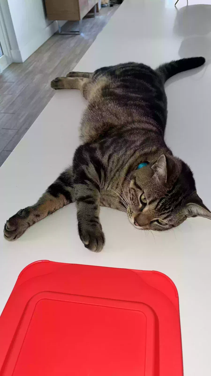 Lost cat in Miami, FL, 33178