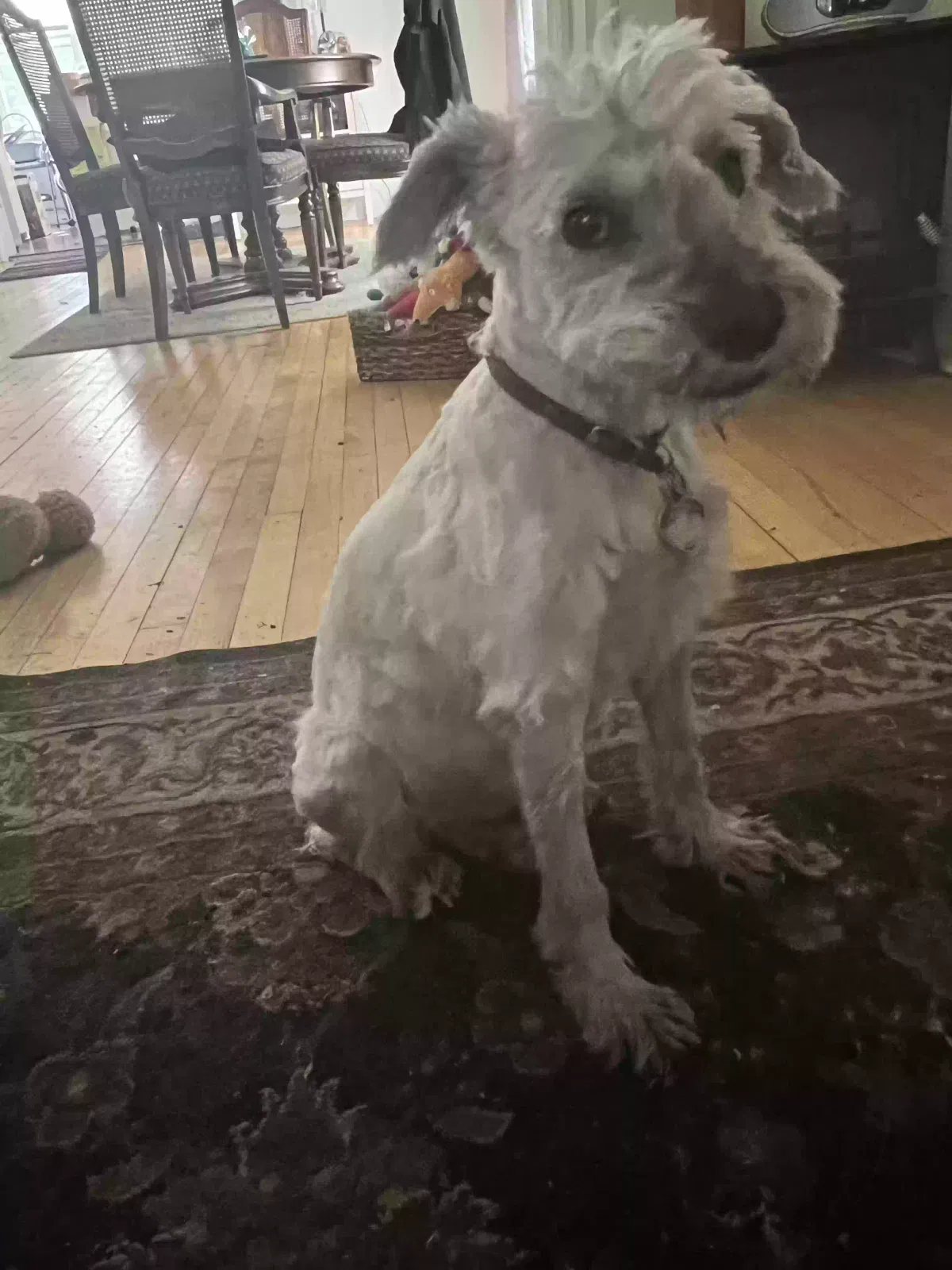 Lost dog in Saint Paul, MN, 55130