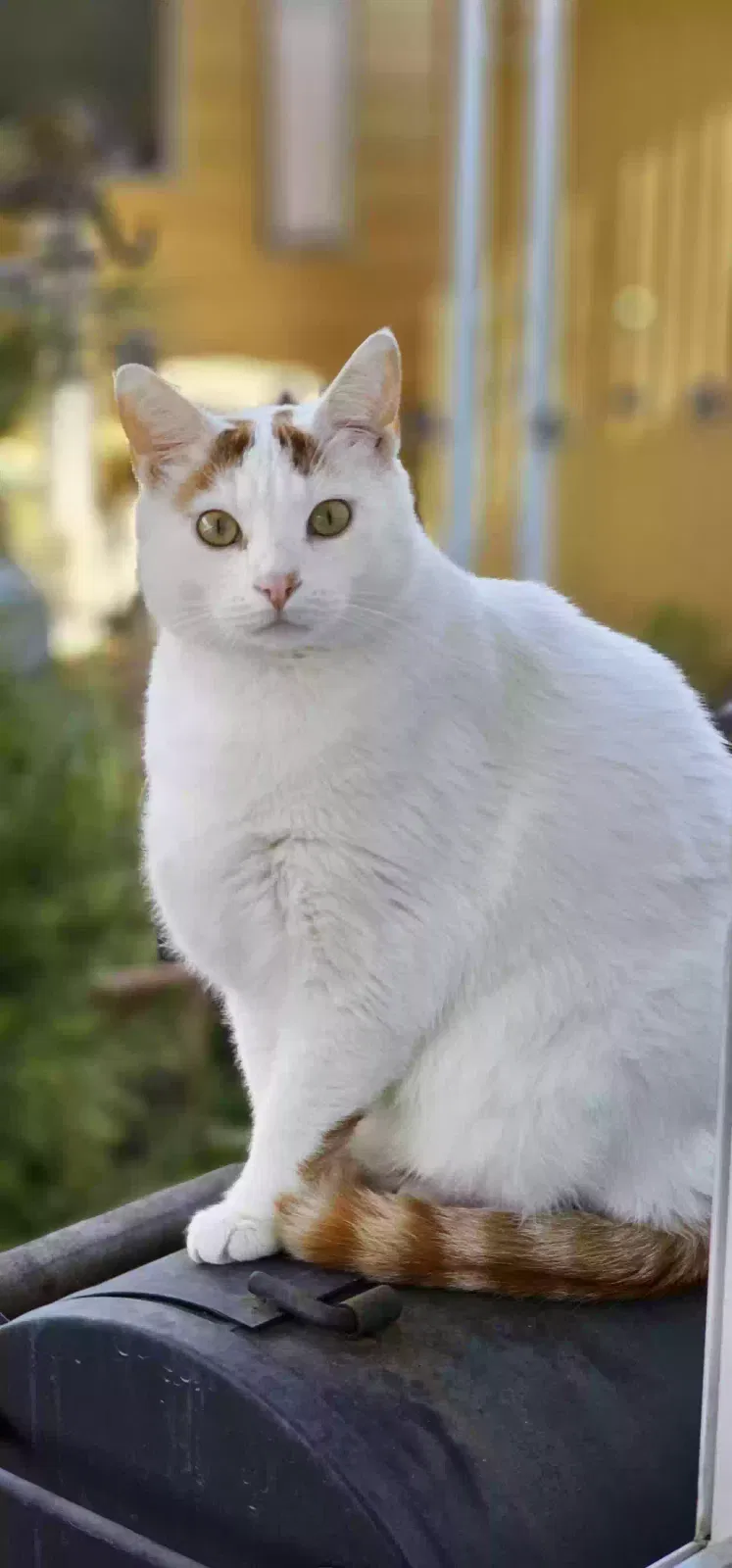Lost cat in San Marcos, CA, 92069