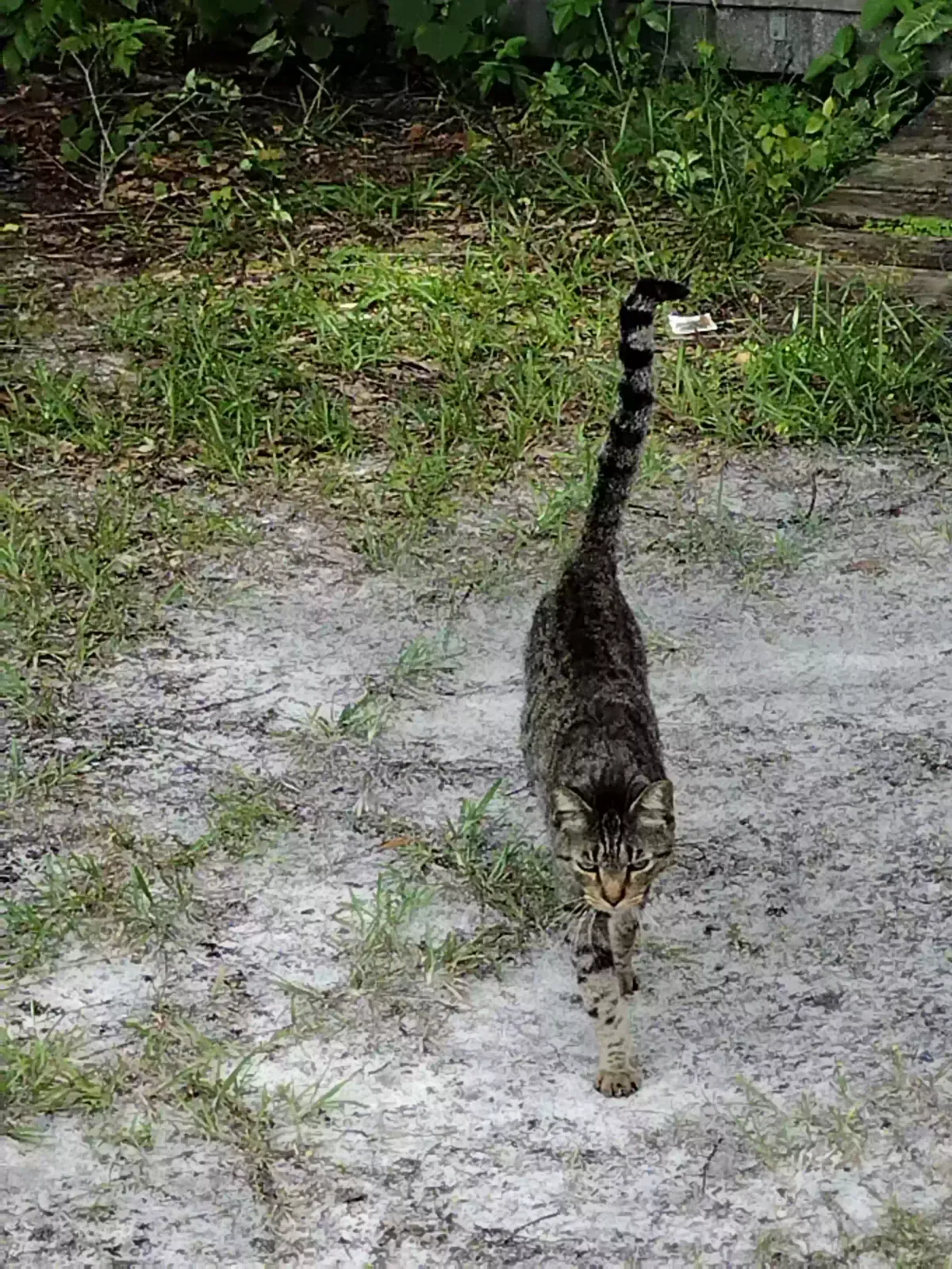 Found cat in Saint Cloud, FL, 34772
