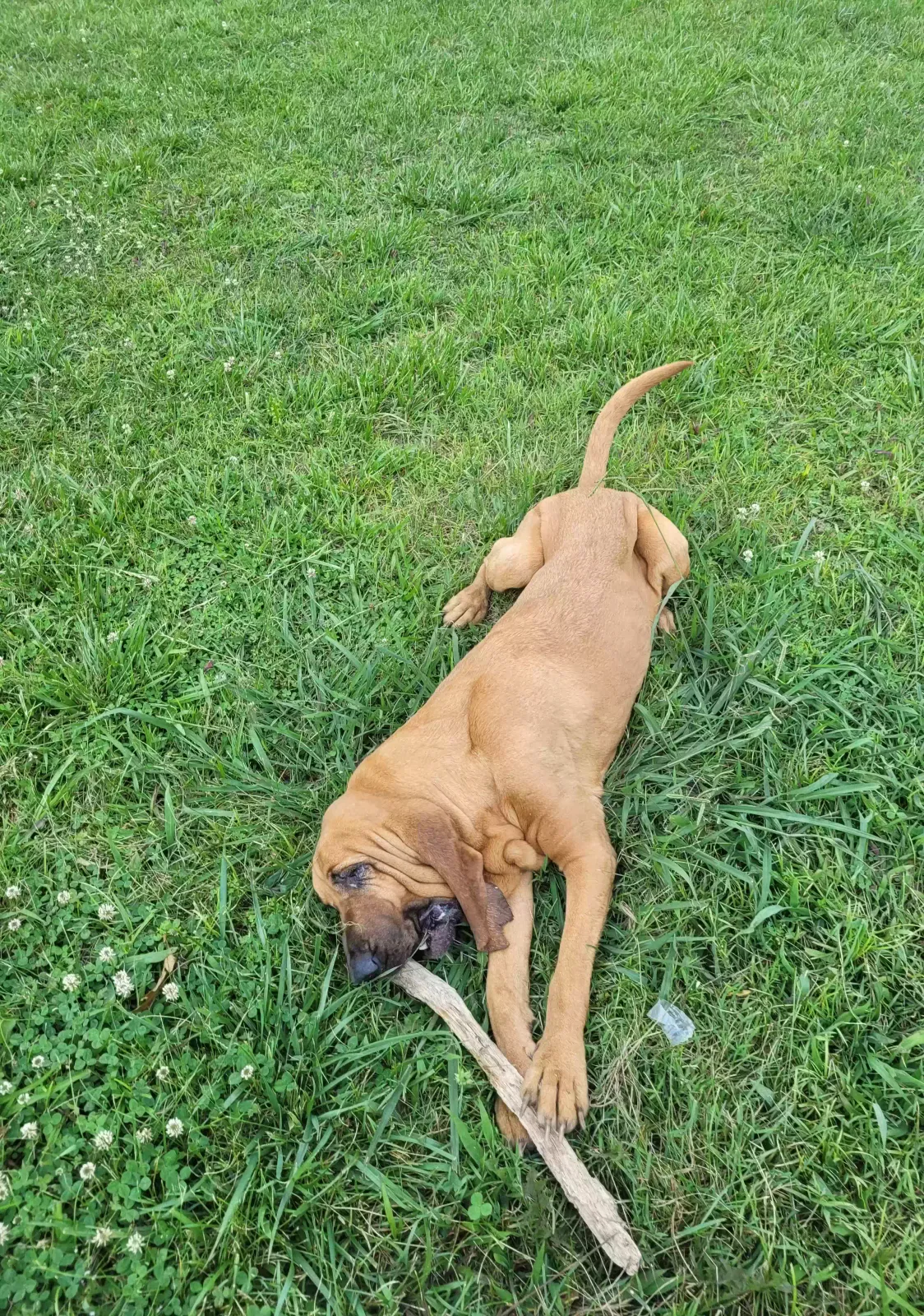Lost dog in Graysville, TN, 37338