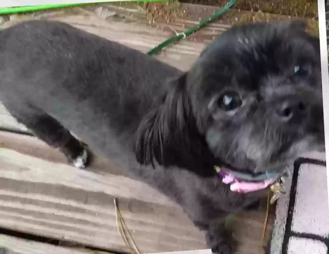 Lost dog in Virginia Beach, VA, 23462