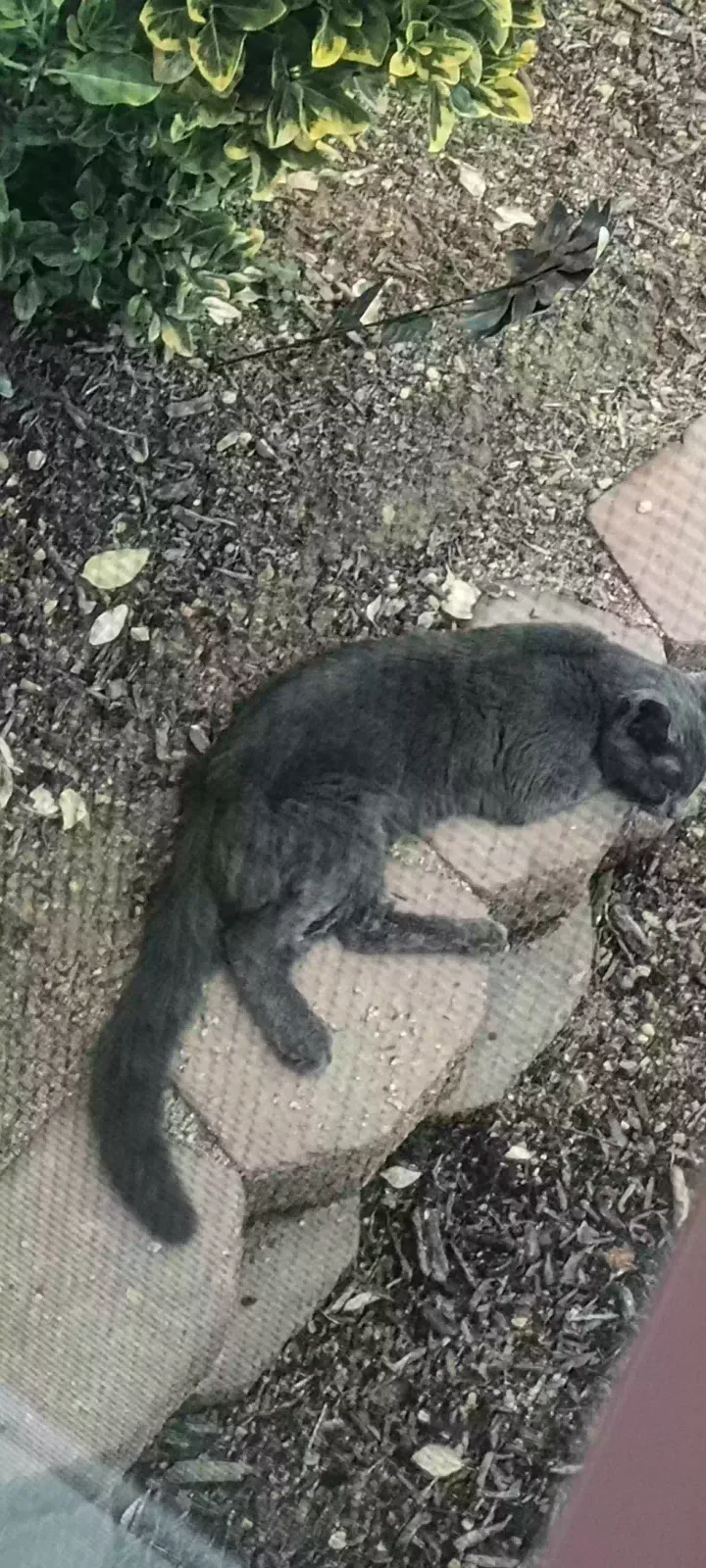 Found cat in Clemmons, NC, 27012