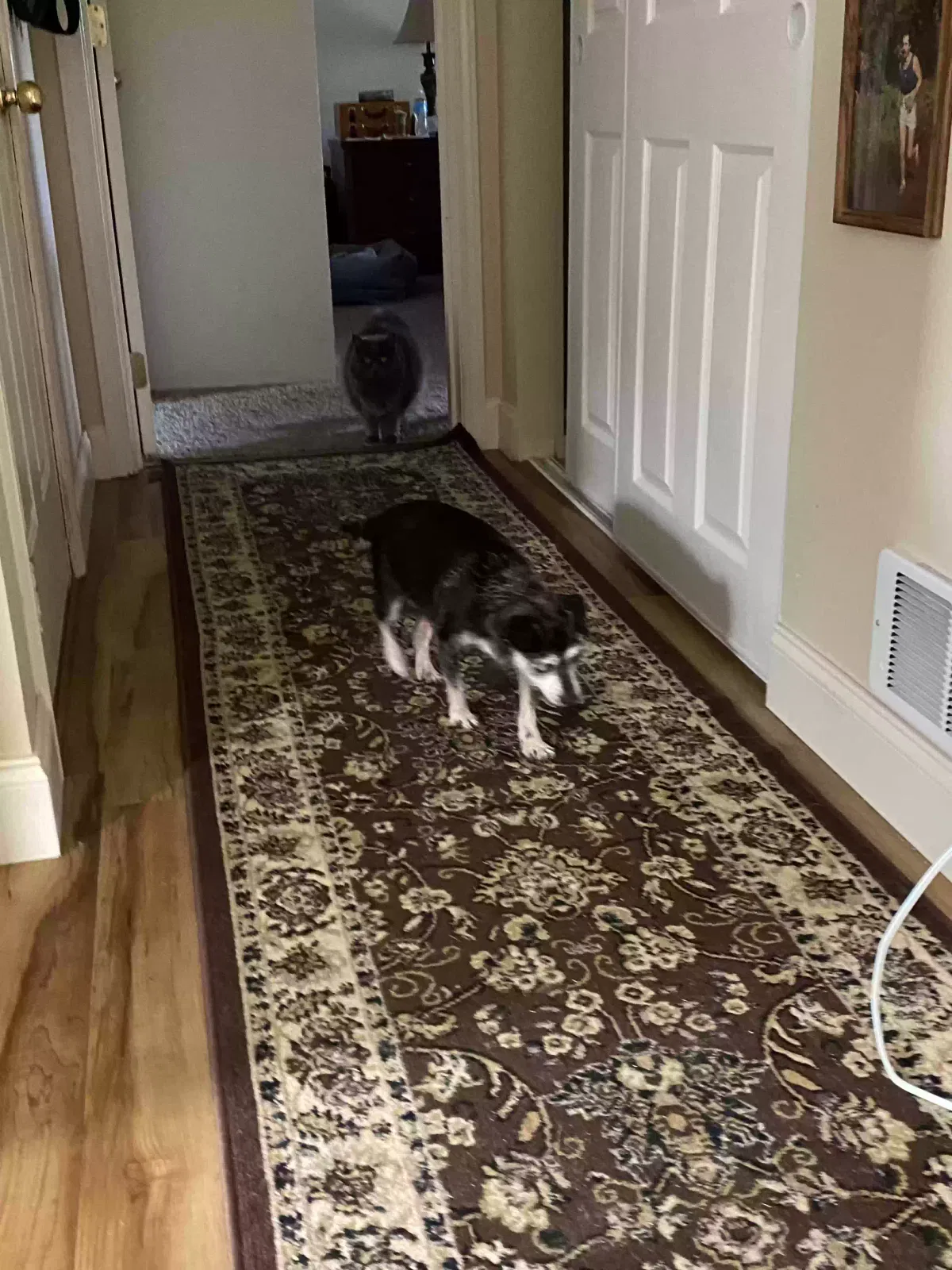 Lost dog in Coos Bay, OR, 97420
