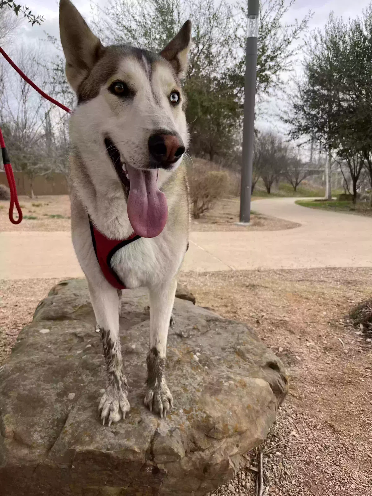 Lost dog in Saint Hedwig, TX, 78152