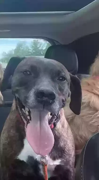 Lost dog in North Ridgeville, OH, 44039