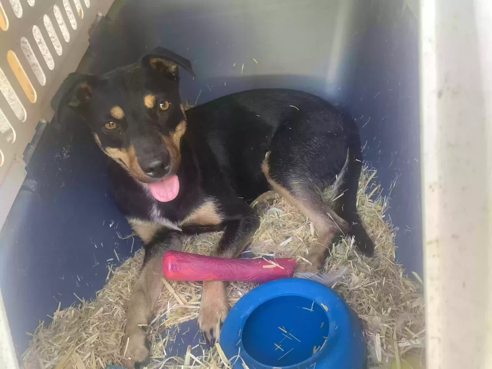 Found dog in Kennewick, WA, 99337