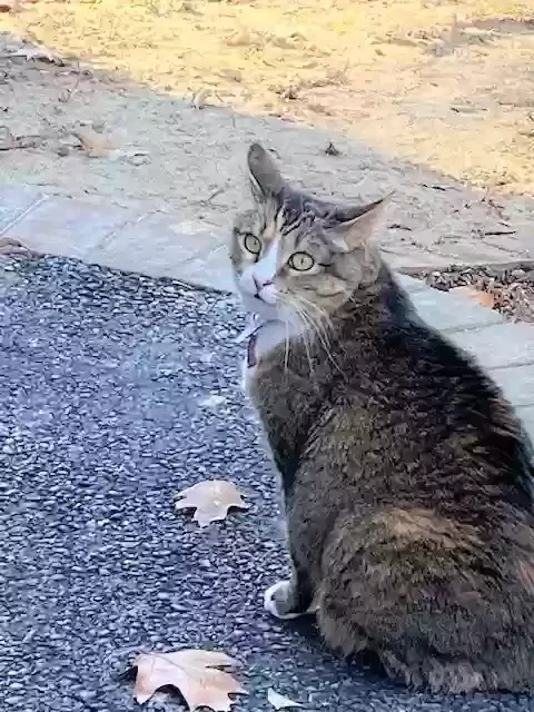 Lost cat in Richmond, VA, 23225