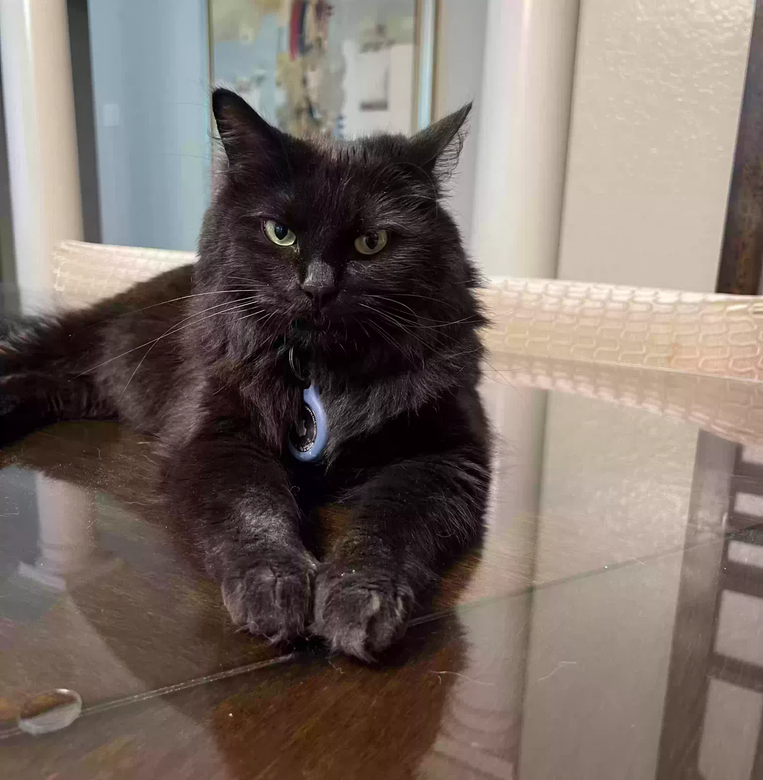 Lost cat in San Antonio, TX, 78258