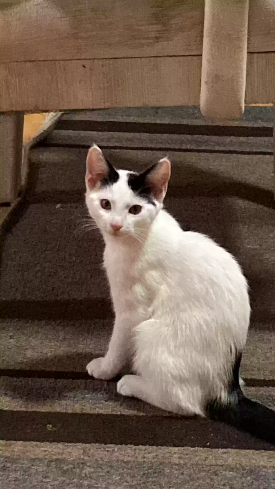 Lost cat in Aurora, IL, 60505