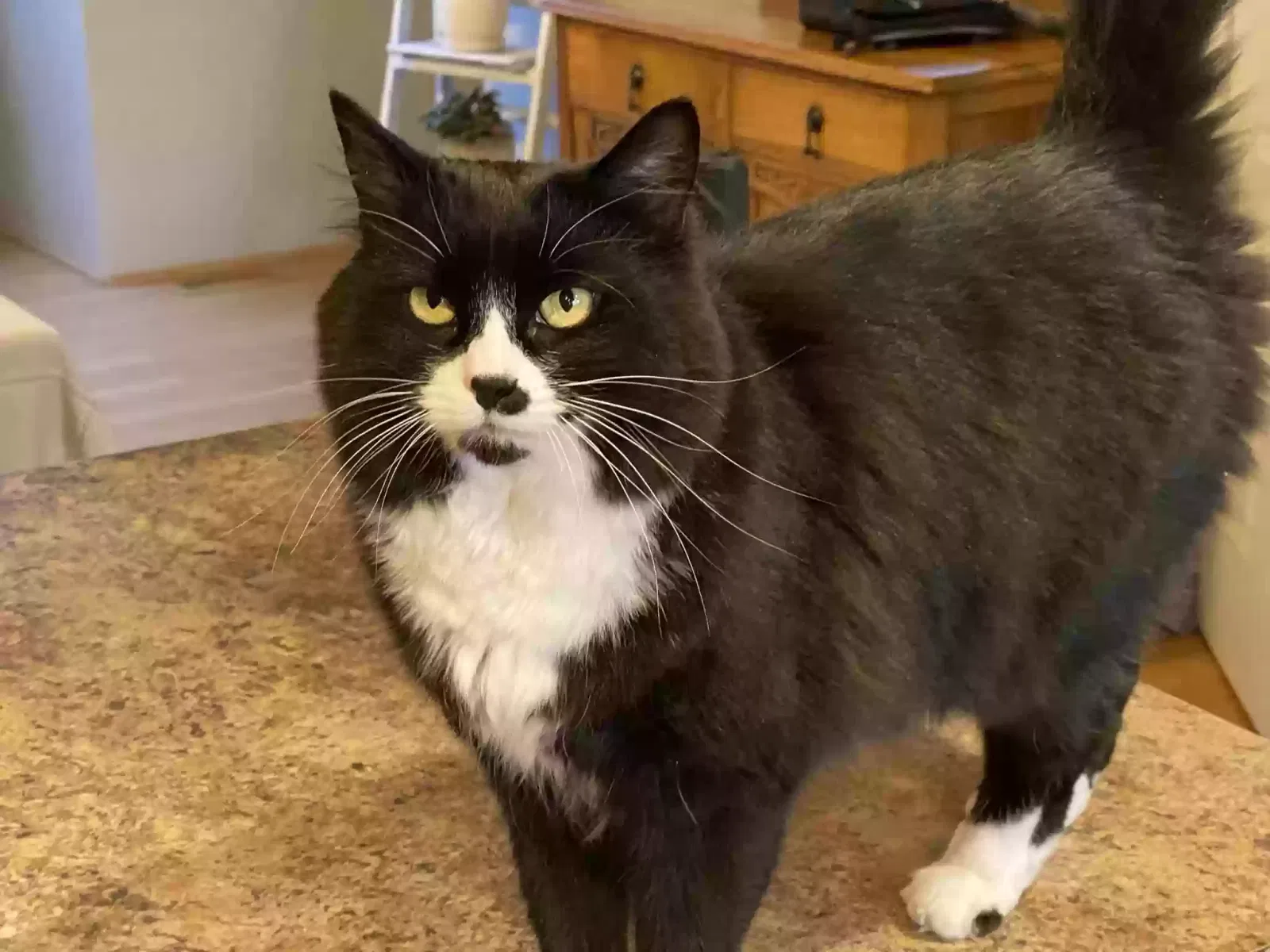 Lost cat in Lake Stevens, WA, 98258