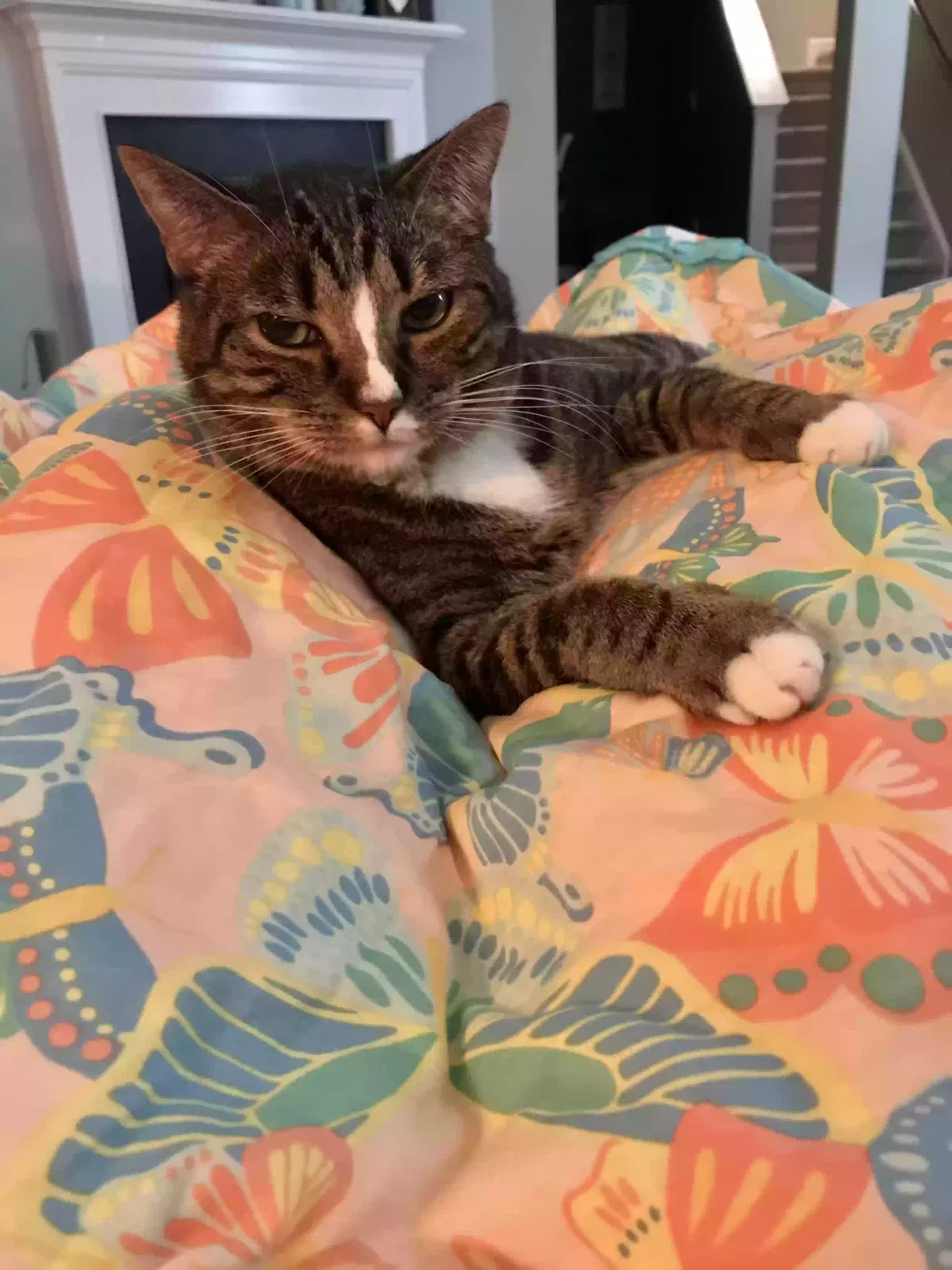 Lost cat in Moore, SC, 29369