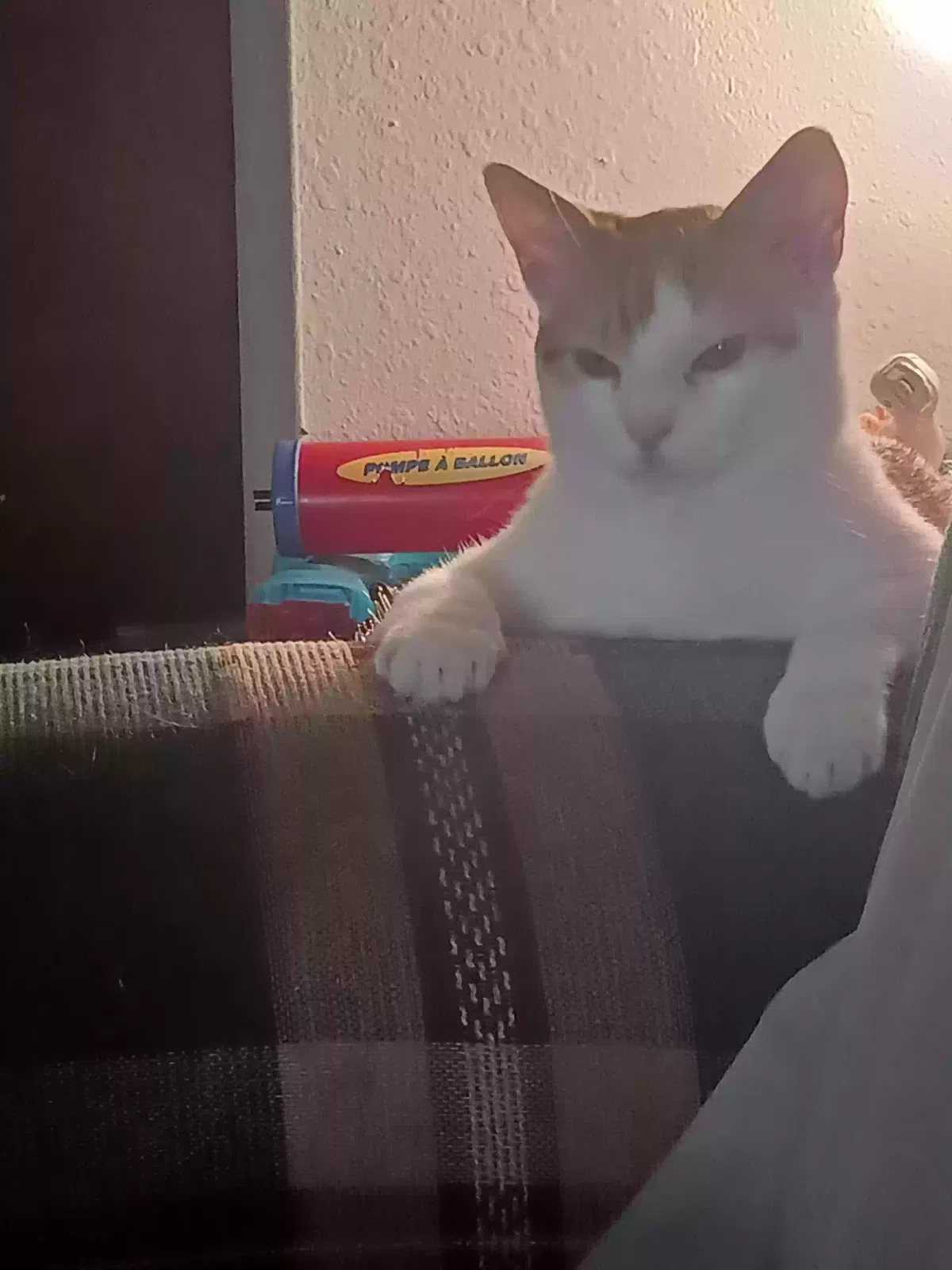 Lost cat in Bismarck, ND, 58501