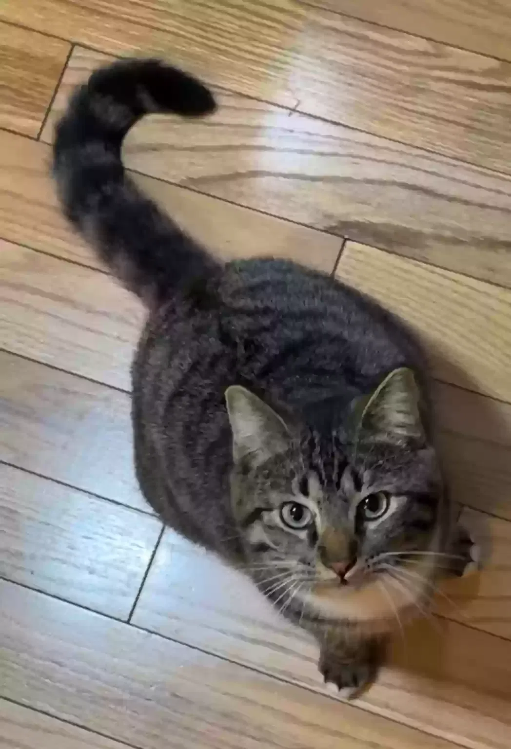 Lost cat in Loveland, CO, 80537