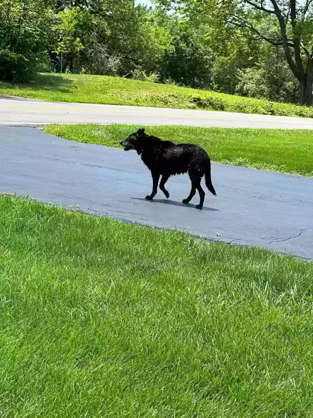 Lost dog in Blue Springs, MO, 64014